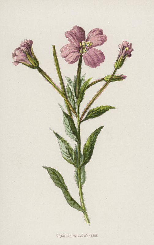 Maior Salgueiro-Erva (cromolito) de Frederick Edward Hulme