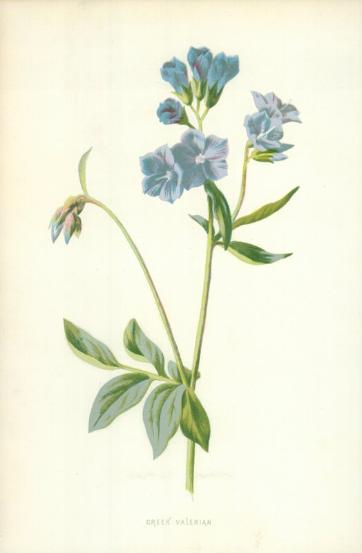 Valeriana grega de Frederick Edward Hulme