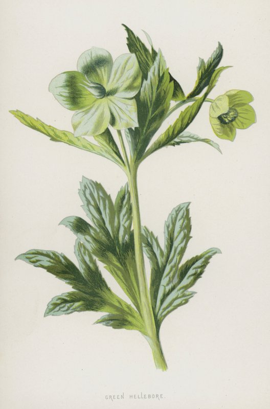 Heléboro Verde (cromolito) de Frederick Edward Hulme