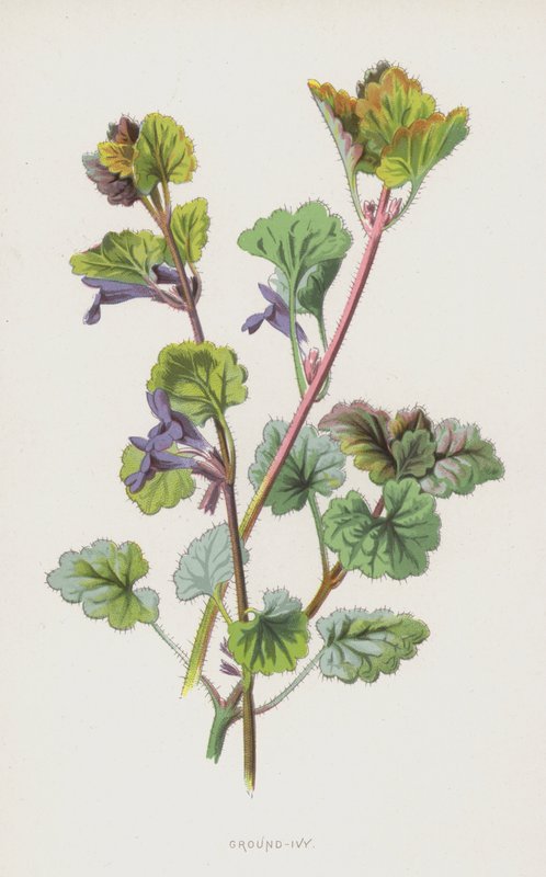 Chão-hera (cromolitho) de Frederick Edward Hulme
