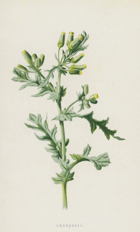 Groundsel (cromolitho) de Frederick Edward Hulme