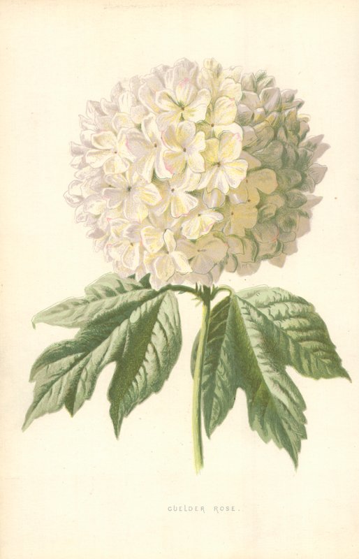 Guelder Rose de Frederick Edward Hulme