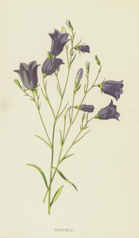 Harebell (cromolitho) de Frederick Edward Hulme