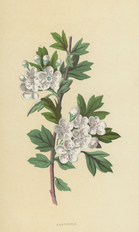 Hawthorn (cromolitho) de Frederick Edward Hulme