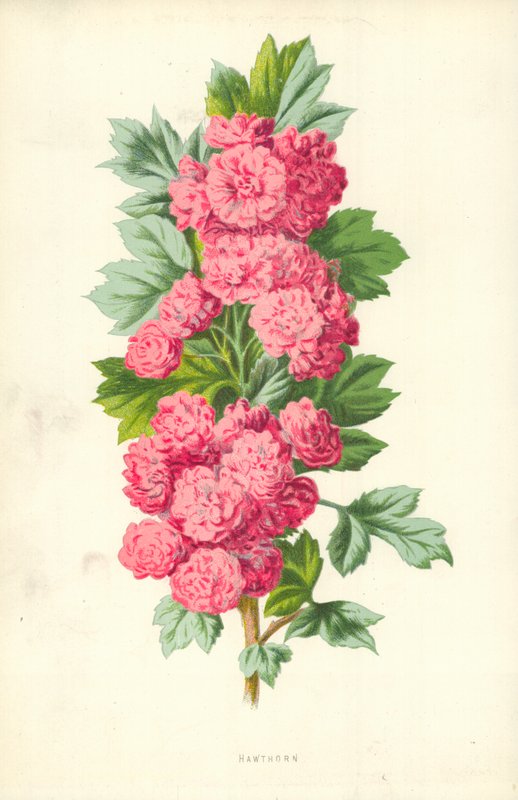 Espinheiro de Frederick Edward Hulme