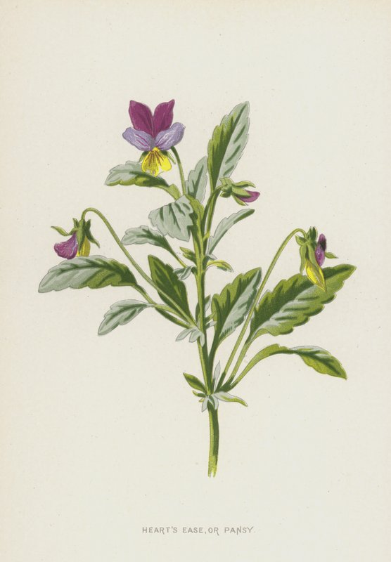 Corações Ease, ou Pansy (chromolitho) de Frederick Edward Hulme