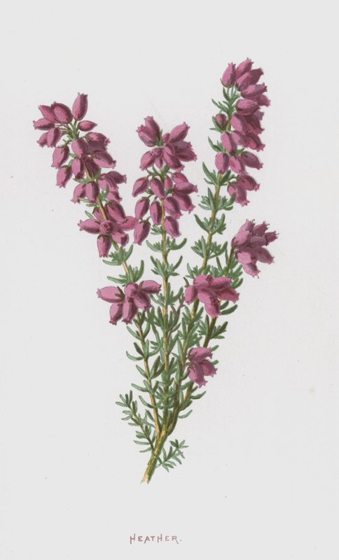 Urze (cromolito) de Frederick Edward Hulme