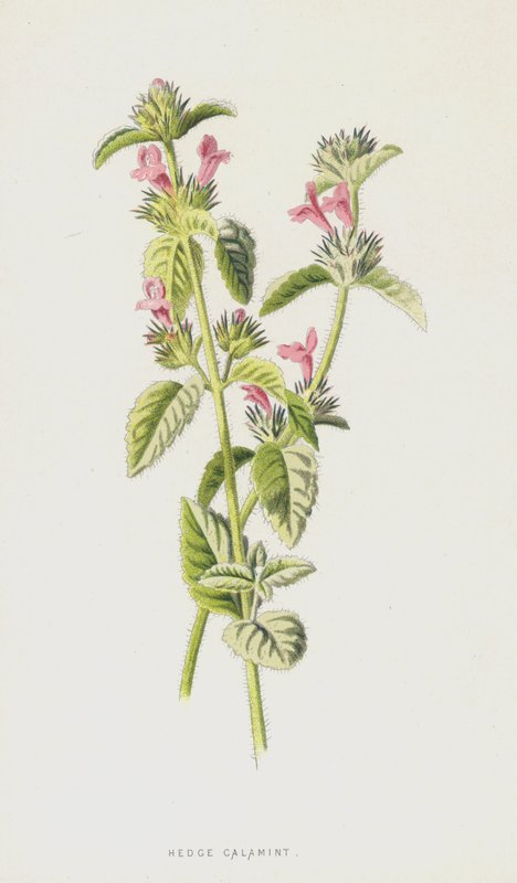 Hedge Calamint (cromolitho) de Frederick Edward Hulme