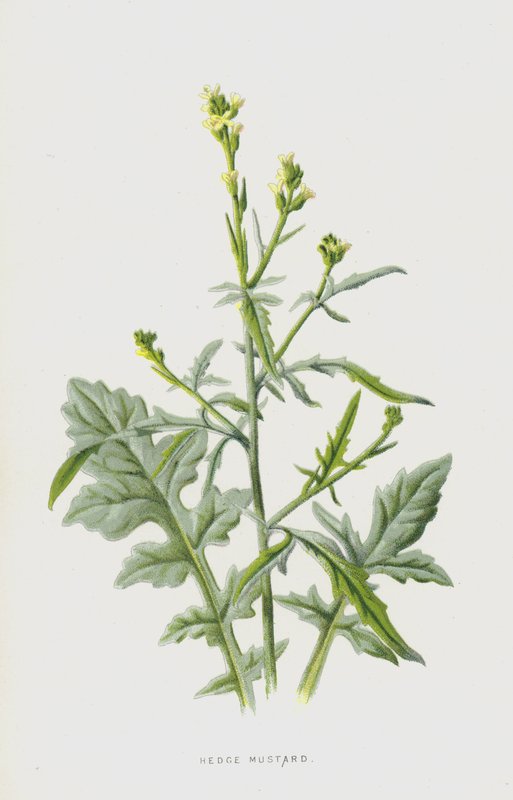Mostarda de Hedge (cromolitho) de Frederick Edward Hulme