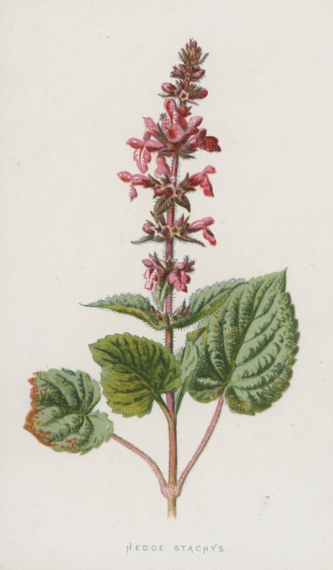Hedge Stachys (cromolitho) de Frederick Edward Hulme