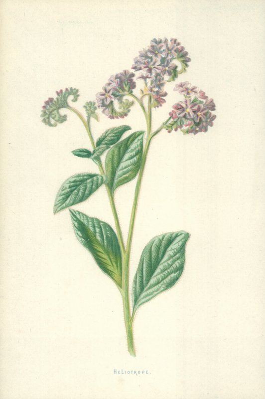 Heliotrópio de Frederick Edward Hulme