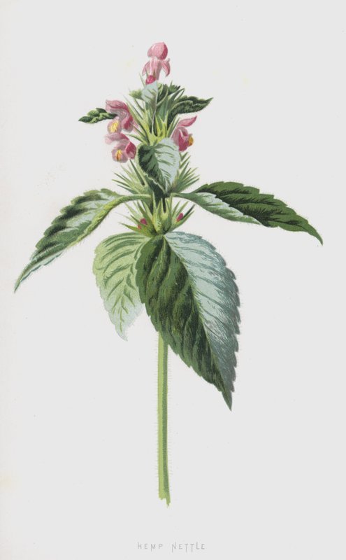 Urtiga de cânhamo (cromolito) de Frederick Edward Hulme