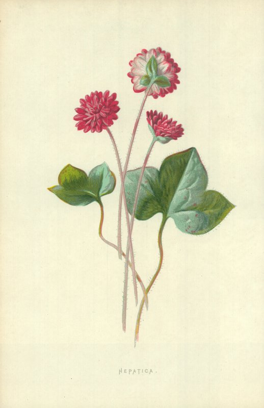 fígado de Frederick Edward Hulme