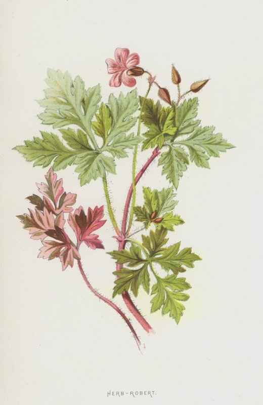 Herb-Robert (cromolito) de Frederick Edward Hulme