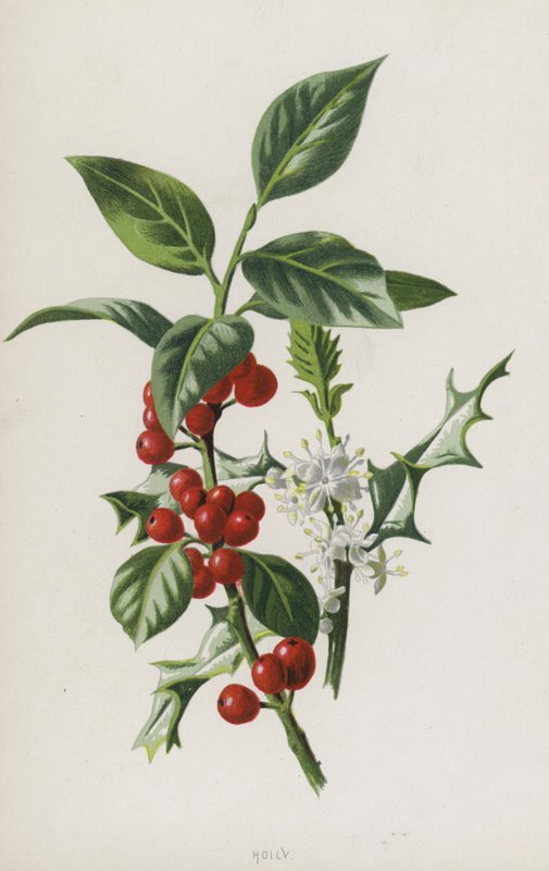 Azevinho (cromolitho) de Frederick Edward Hulme