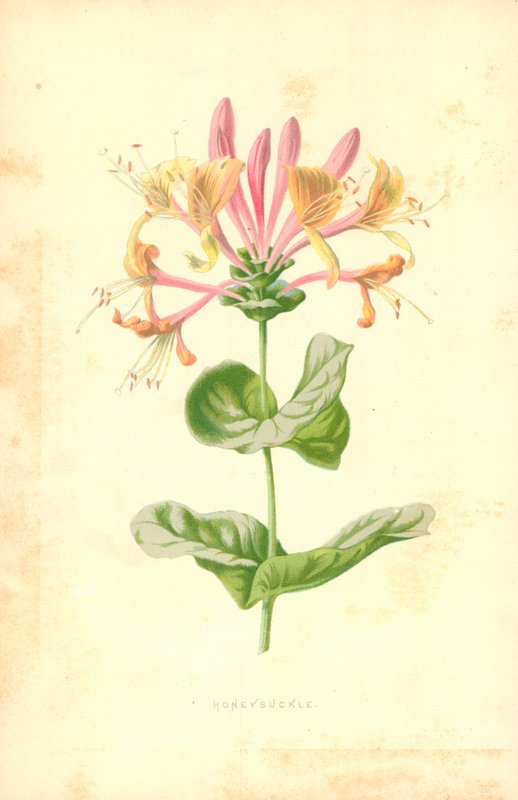 Madressilva de Frederick Edward Hulme