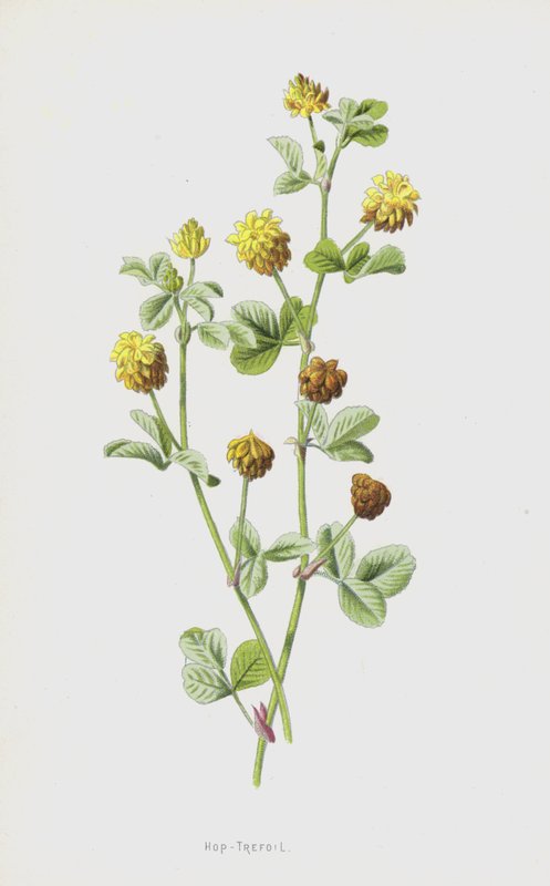 Hop-Trefoil (cromolitho) de Frederick Edward Hulme