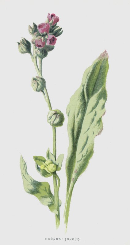 Hounds-Tongue (cromolitho) de Frederick Edward Hulme