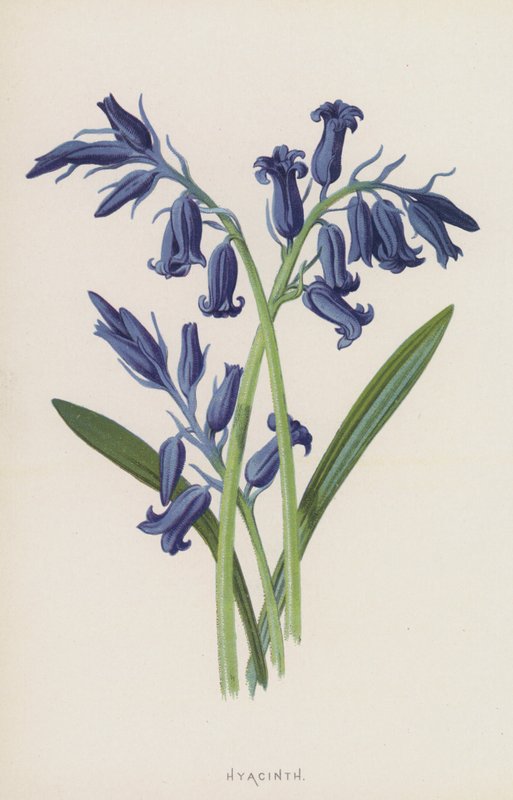 Jacinto (cromolito) de Frederick Edward Hulme