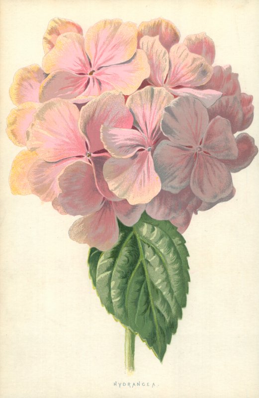 Hortênsia de Frederick Edward Hulme