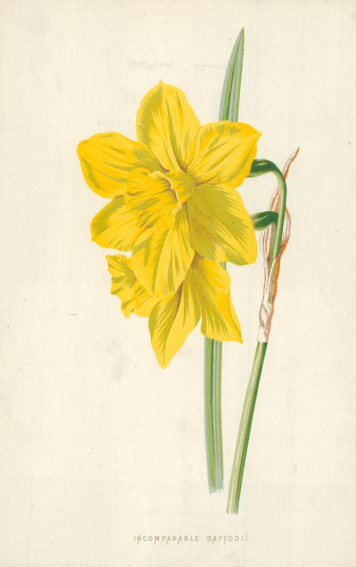 Narciso Incomparável de Frederick Edward Hulme