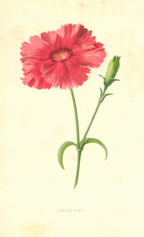 Rosa indiano de Frederick Edward Hulme