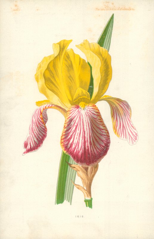 Íris de Frederick Edward Hulme