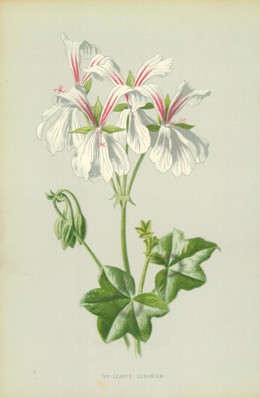 Gerânio Ivy-Com Folhas de Frederick Edward Hulme