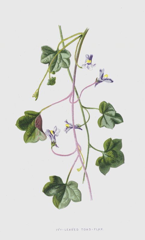 Sapo-linho Ivy-com folhas (chromolitho) de Frederick Edward Hulme
