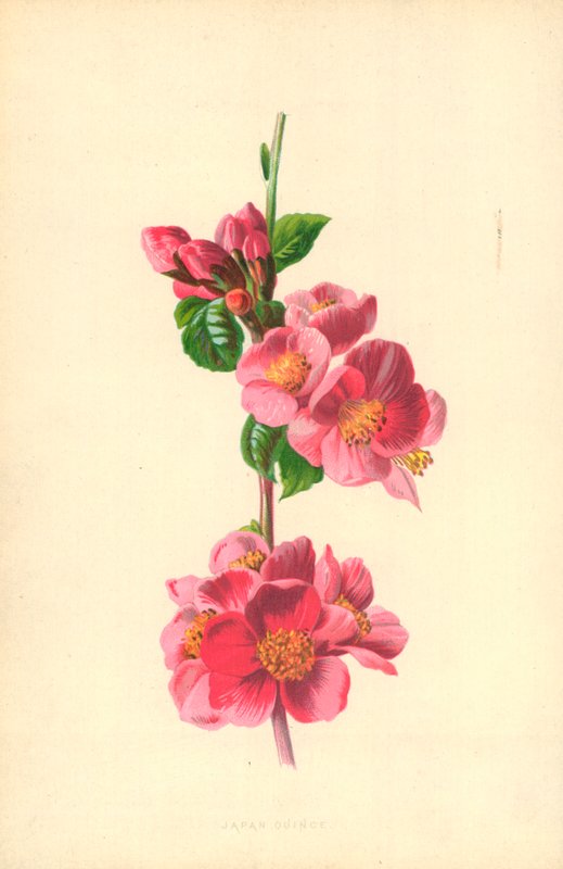 Japão quinze de Frederick Edward Hulme