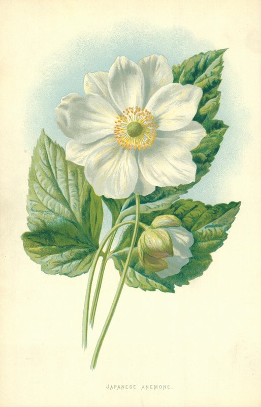Anêmona japonesa de Frederick Edward Hulme