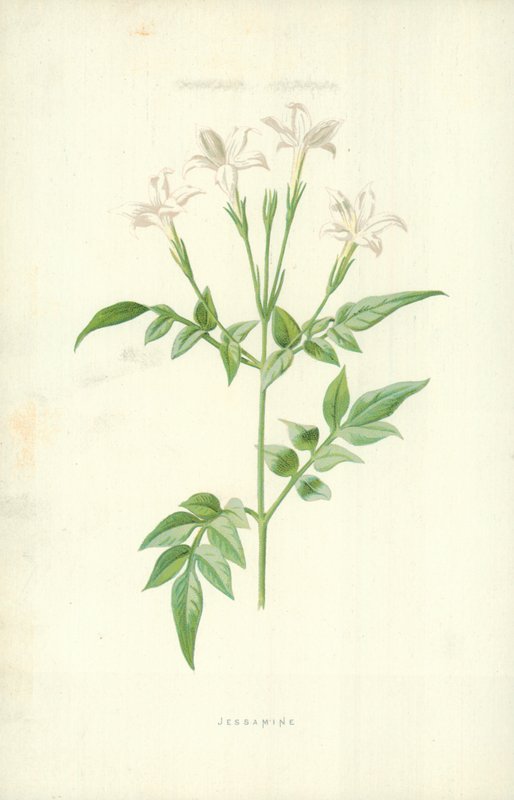 Jessamine de Frederick Edward Hulme