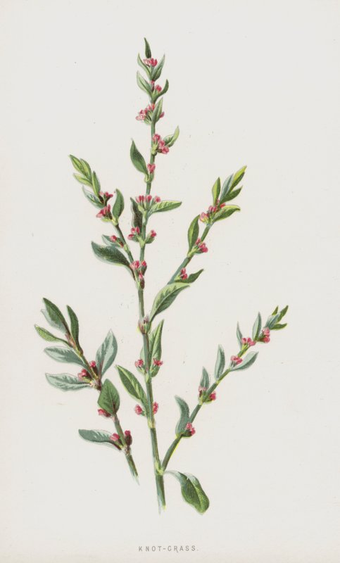 Nó-Grass (cromolitho) de Frederick Edward Hulme