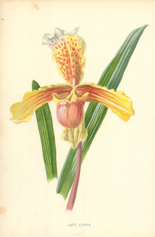Sapatinho de senhora de Frederick Edward Hulme