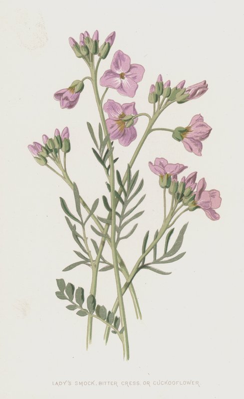 Ladys Smock, Bitter Cress ou Cuckooflower (crromolitho) de Frederick Edward Hulme