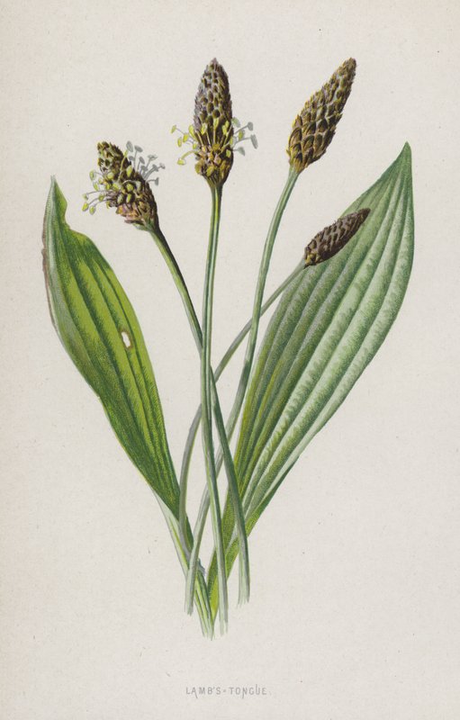 Língua de ovelha (cromolitho) de Frederick Edward Hulme
