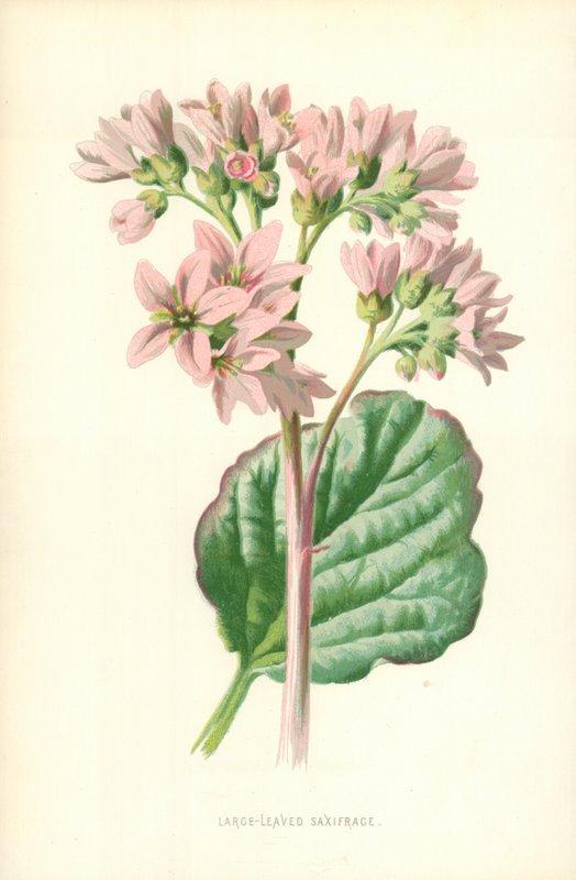 Saxifraga de folhas largas de Frederick Edward Hulme