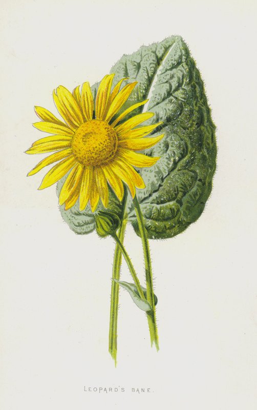 Leopardos Bane (cromolitho) de Frederick Edward Hulme