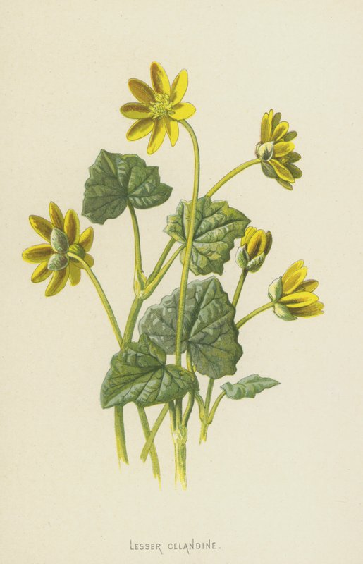 Celandine Menor (Cromolitho) de Frederick Edward Hulme