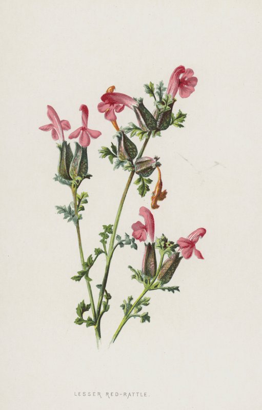 Chocalho Vermelho-menor (cromolito) de Frederick Edward Hulme