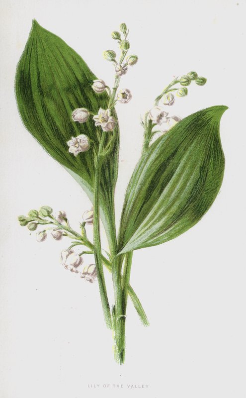 Lírio do Vale (cromolito) de Frederick Edward Hulme