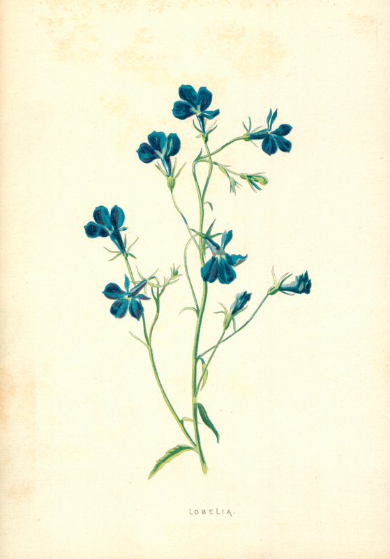 Lobelia de Frederick Edward Hulme