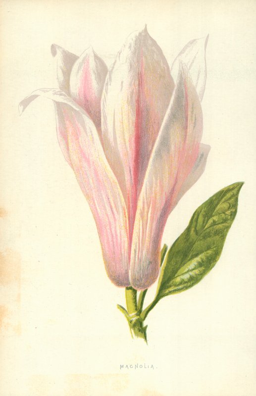 Magnólia de Frederick Edward Hulme