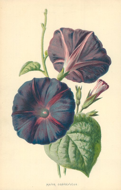Convolvulus principal de Frederick Edward Hulme