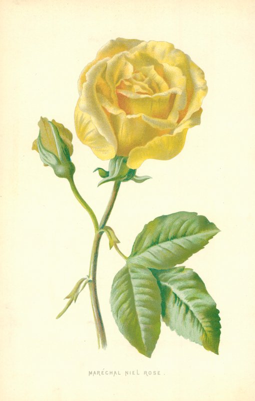 Marechal Niel Rose de Frederick Edward Hulme