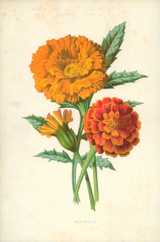 Marigold de Frederick Edward Hulme