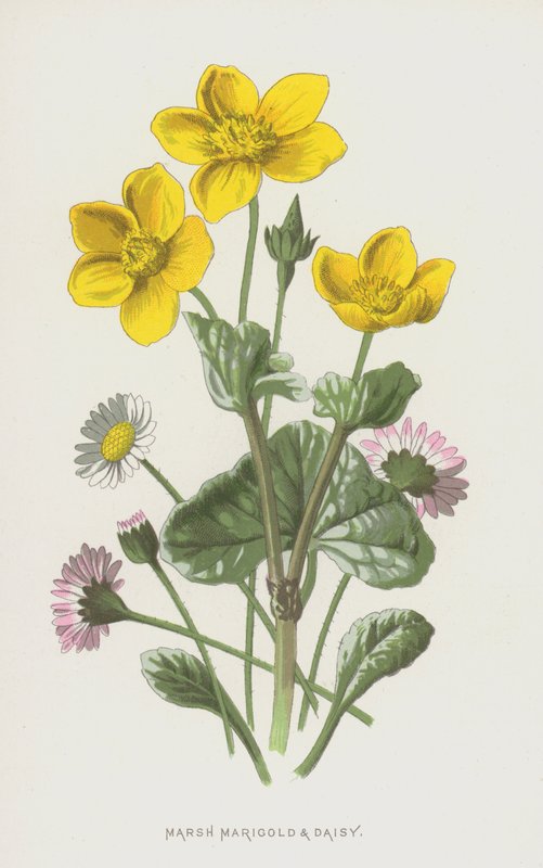 Marigold de pântano e margarida (chromolitho) de Frederick Edward Hulme
