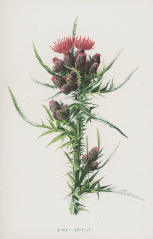 Cardo Marsh (cromolitho) de Frederick Edward Hulme