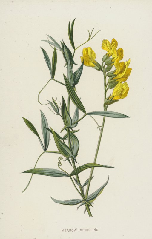 Prado-Vetchling (cromolitho) de Frederick Edward Hulme