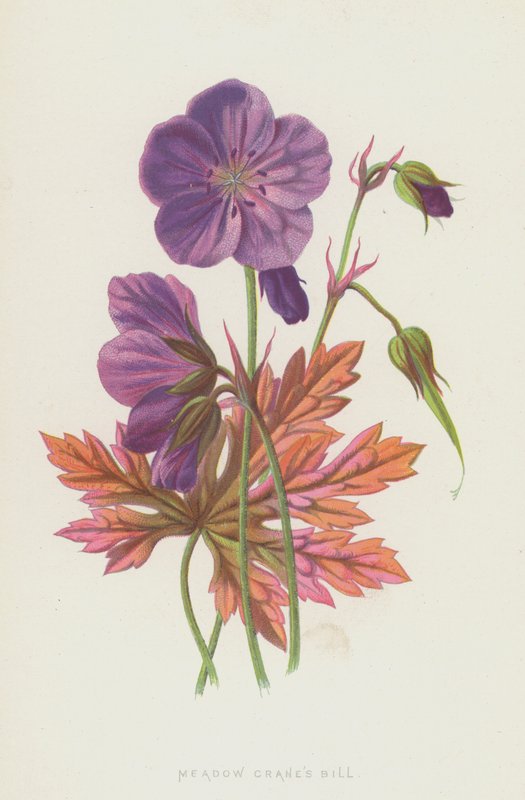 Guindastes do Prado Bill (chromolitho) de Frederick Edward Hulme